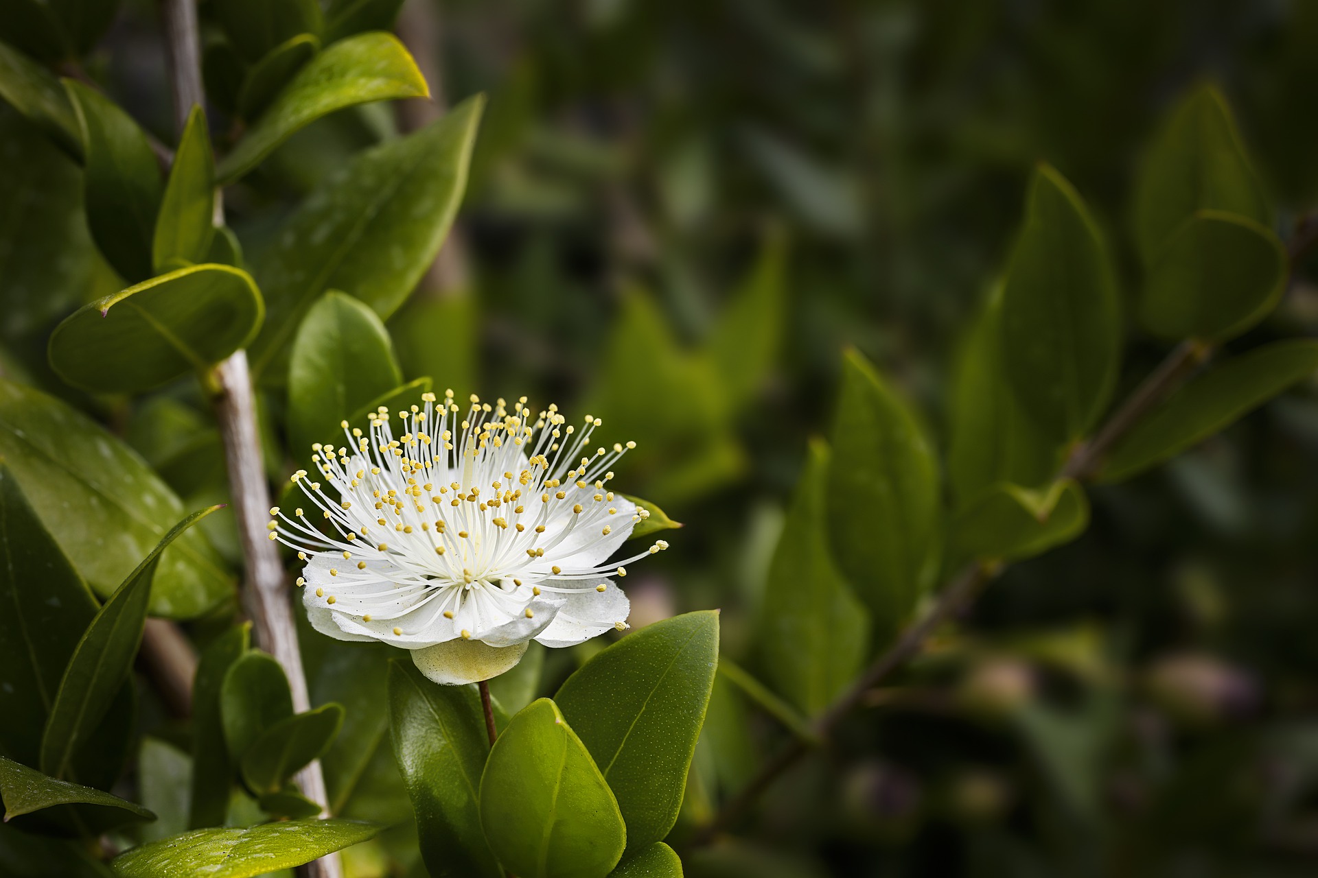 Fotografía en primer plano de la flor blanca del mirto, también conocido como arrayán.