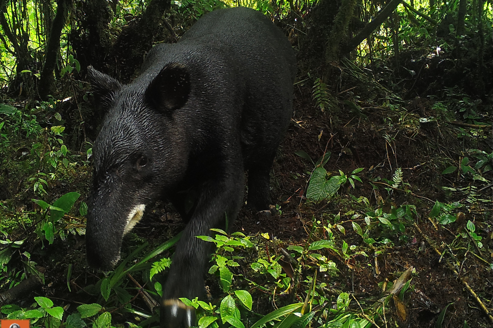 Danta de montaña (Tapirus pinchaque).