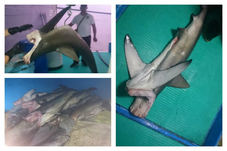 Retienen bote costarricense que realizaba pesca de tiburón en aguas colombianas
