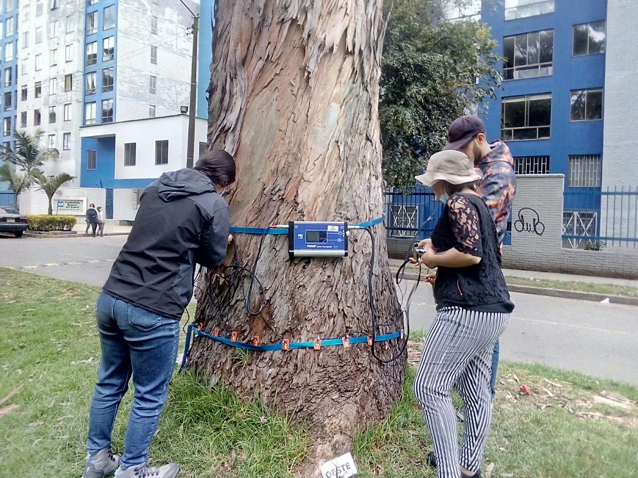 Así esperan monitorear la salud de los árboles de Bogotá