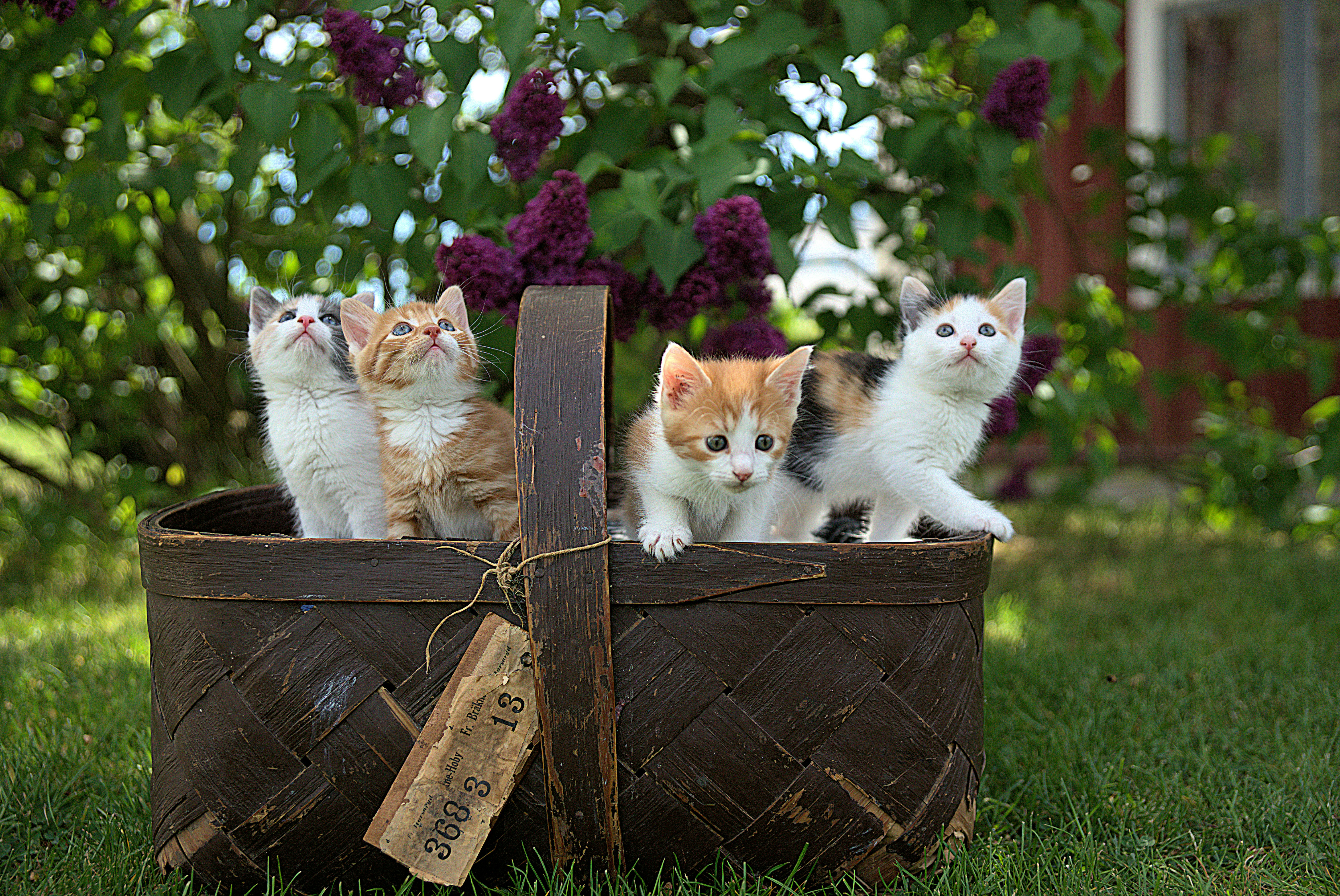 Esta es la isla en la que se veneran los gatos y les tienen un altar