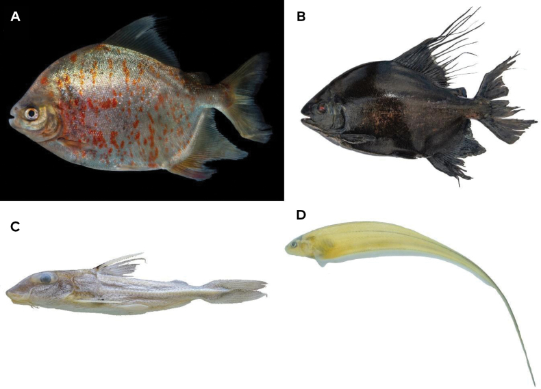 Nuevos registros para Colombia. A) Pacú de pintas B) Pacú C) Cuiu-cuiu D) Pez cuchillo. Foto: Investigadores.