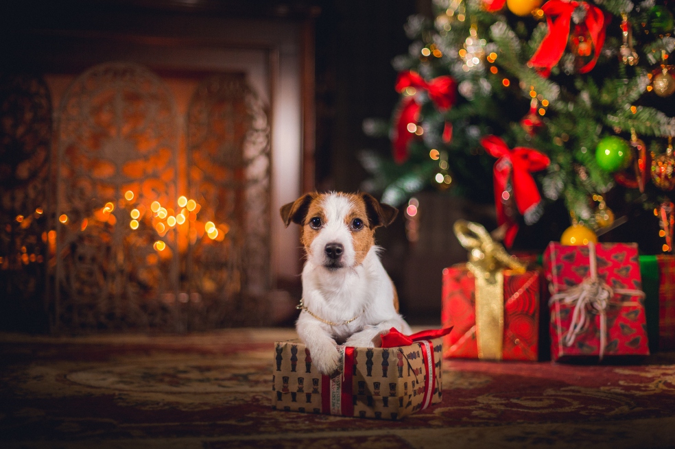 Las mascotas no son un buen regalo de Navidad