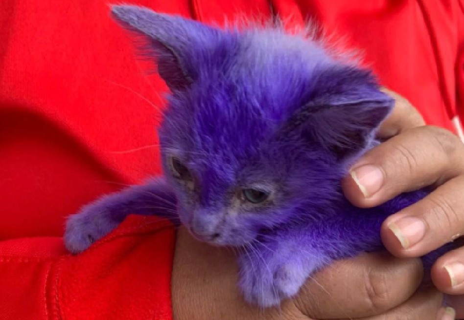 Avatar, el gatico de un mes que encontraron completamente pintado de morado