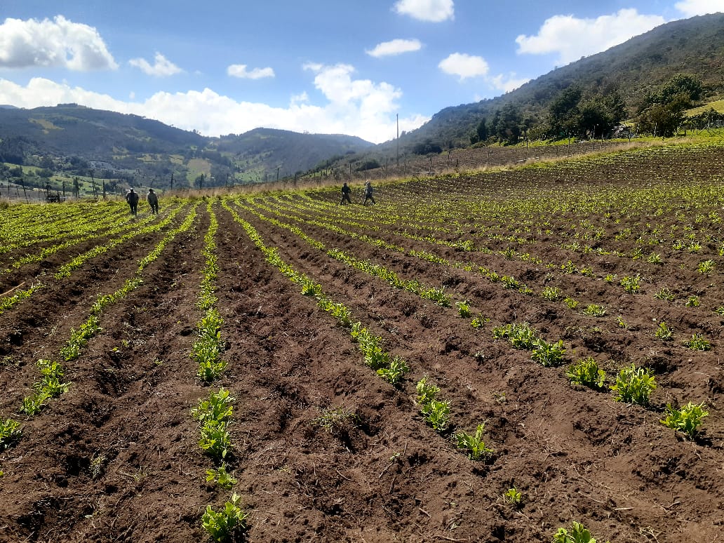 ¿Cómo le fue a la producción agropecuaria en el 2021?