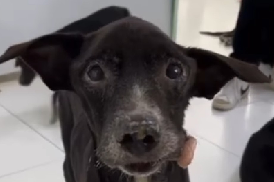 Sinú tenía la mandíbula fracturada y, por ser viejito, no esperaban que tuviera una familia