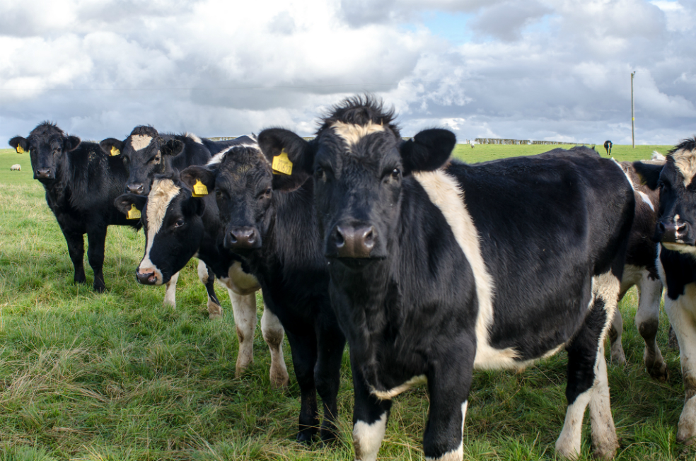 Cambiar la forma de alimentar al ganado no nos salvará del cambio climático