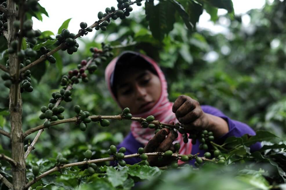 Federación de Cafeteros publica protocolo para evitar contagios en fincas