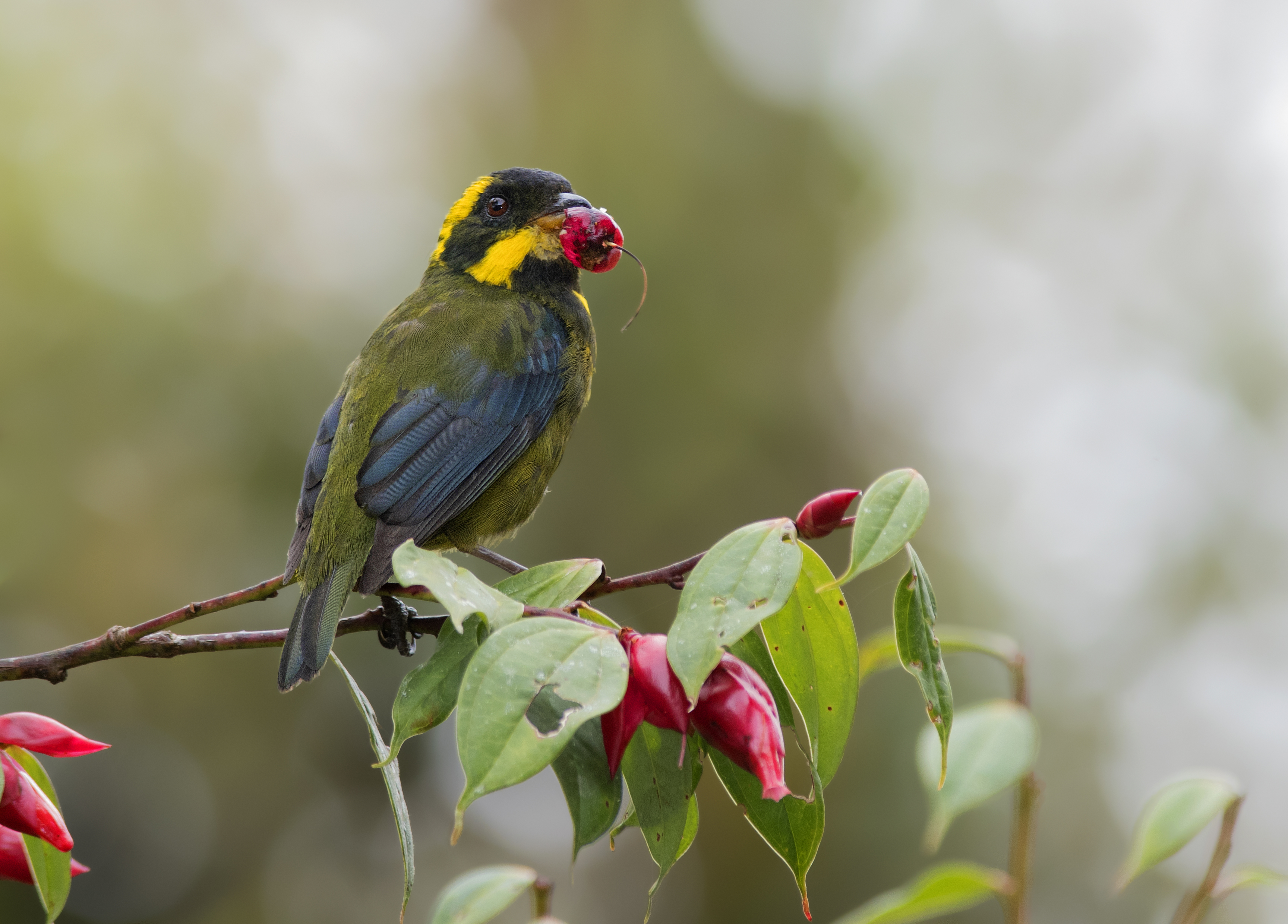Hoy comienza Colombia Birdfair, el evento más importante sobre aves