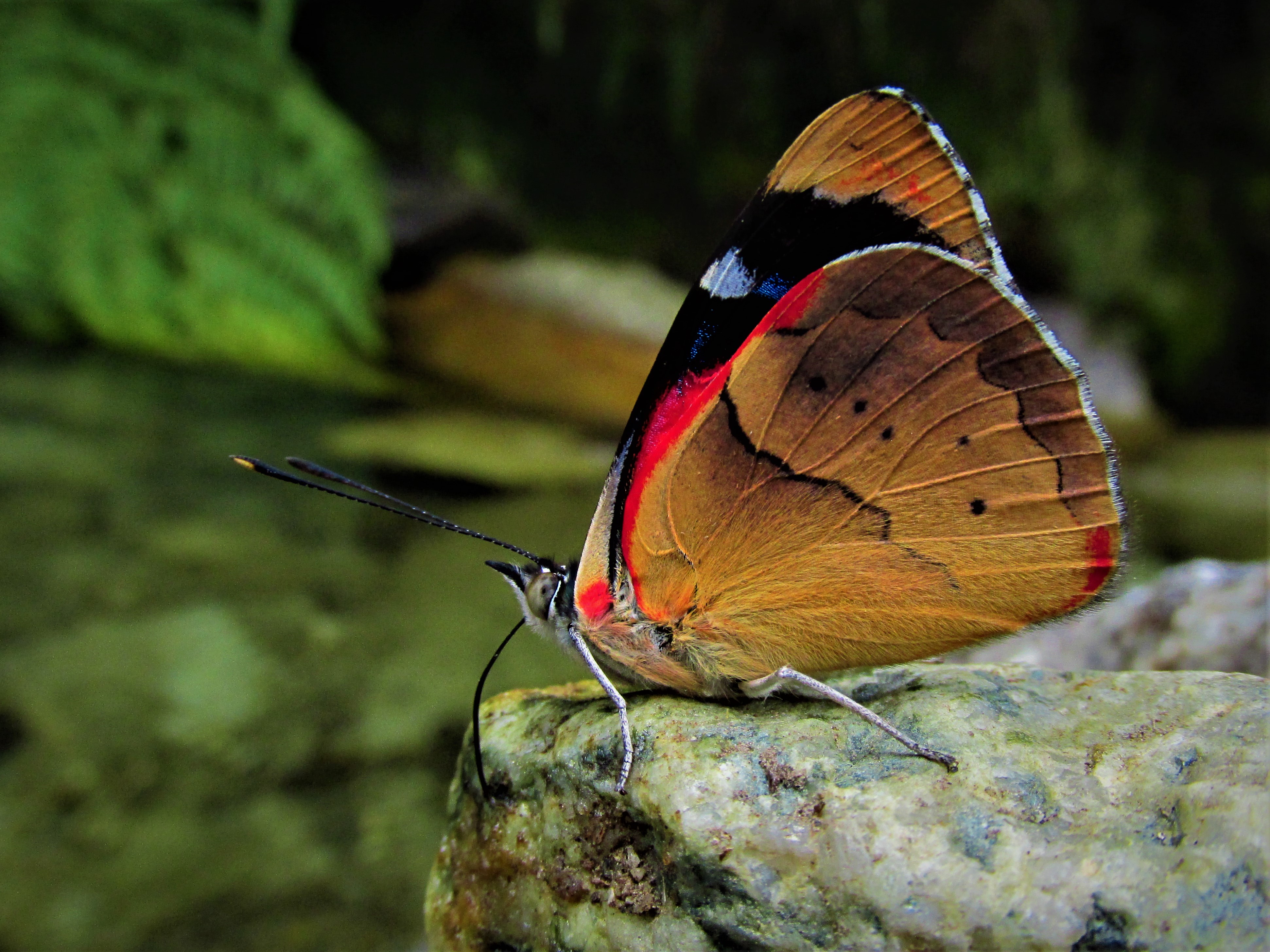 Colombia es un país con mariposas únicas en el mundo: estas son sus historias