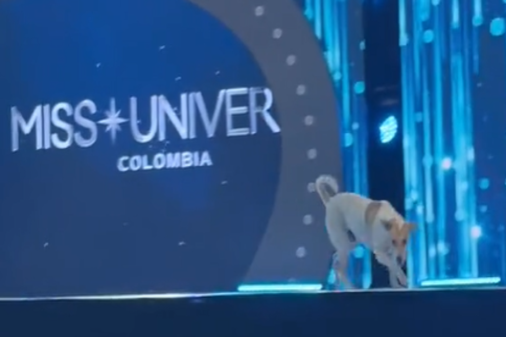 Perrito entra a MIss Universo