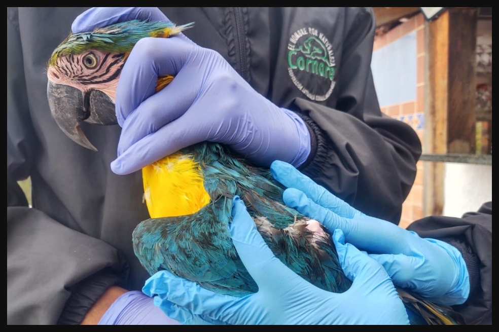Allanan vivienda de extranjero señalado de tener ilegalmente fauna silvestre