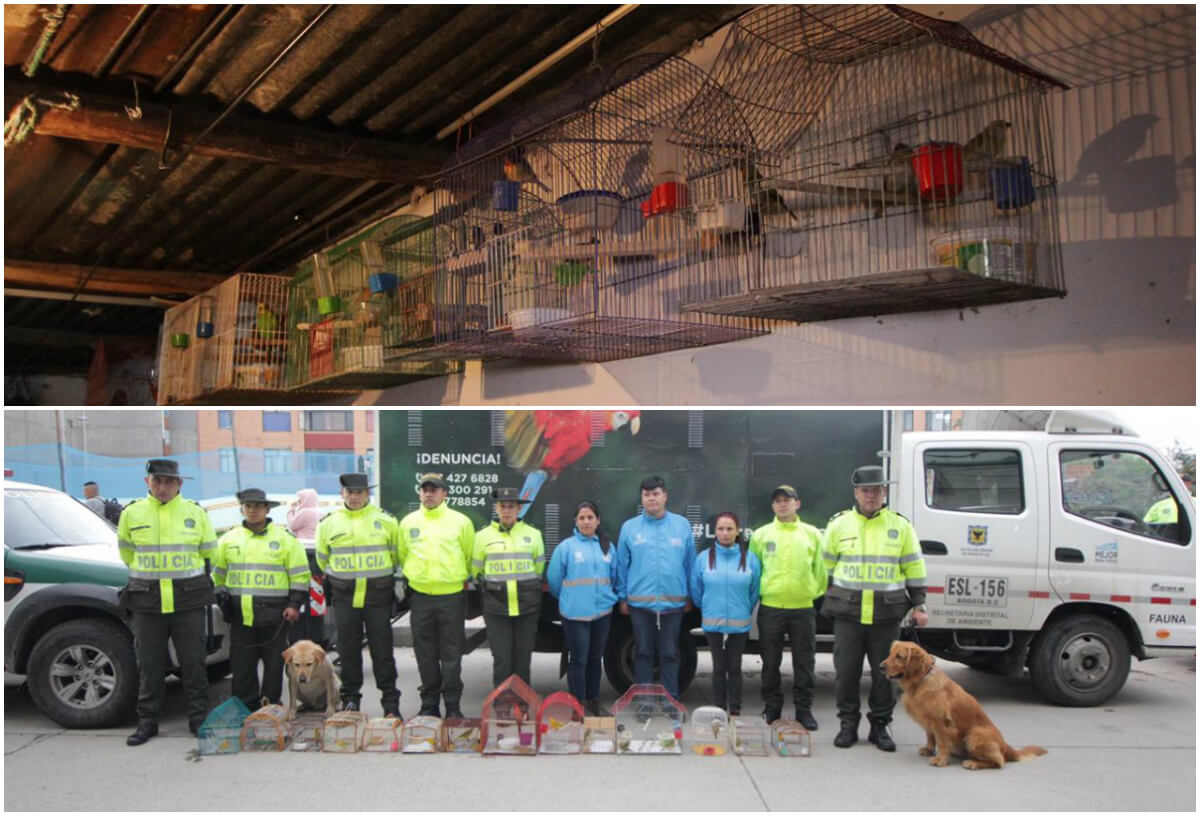Incautan 16 aves silvestres que permanecían en cautiverio en tres viviendas de Suba
