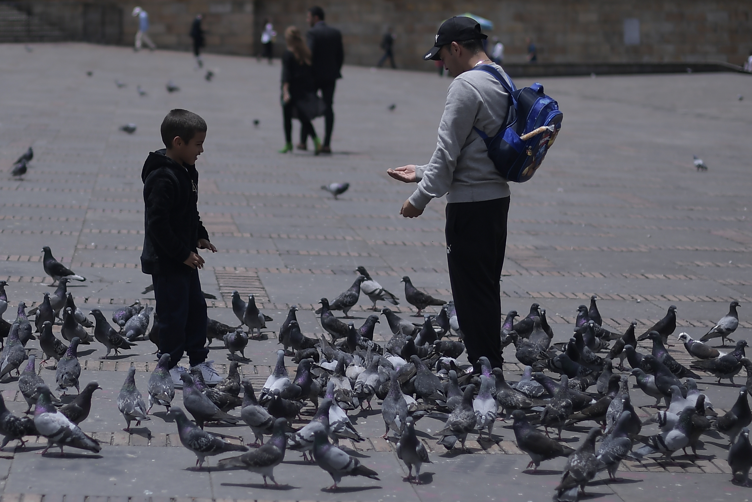 Atención veterinaria para palomas de plaza, ¿vale la pena o se deben erradicar?