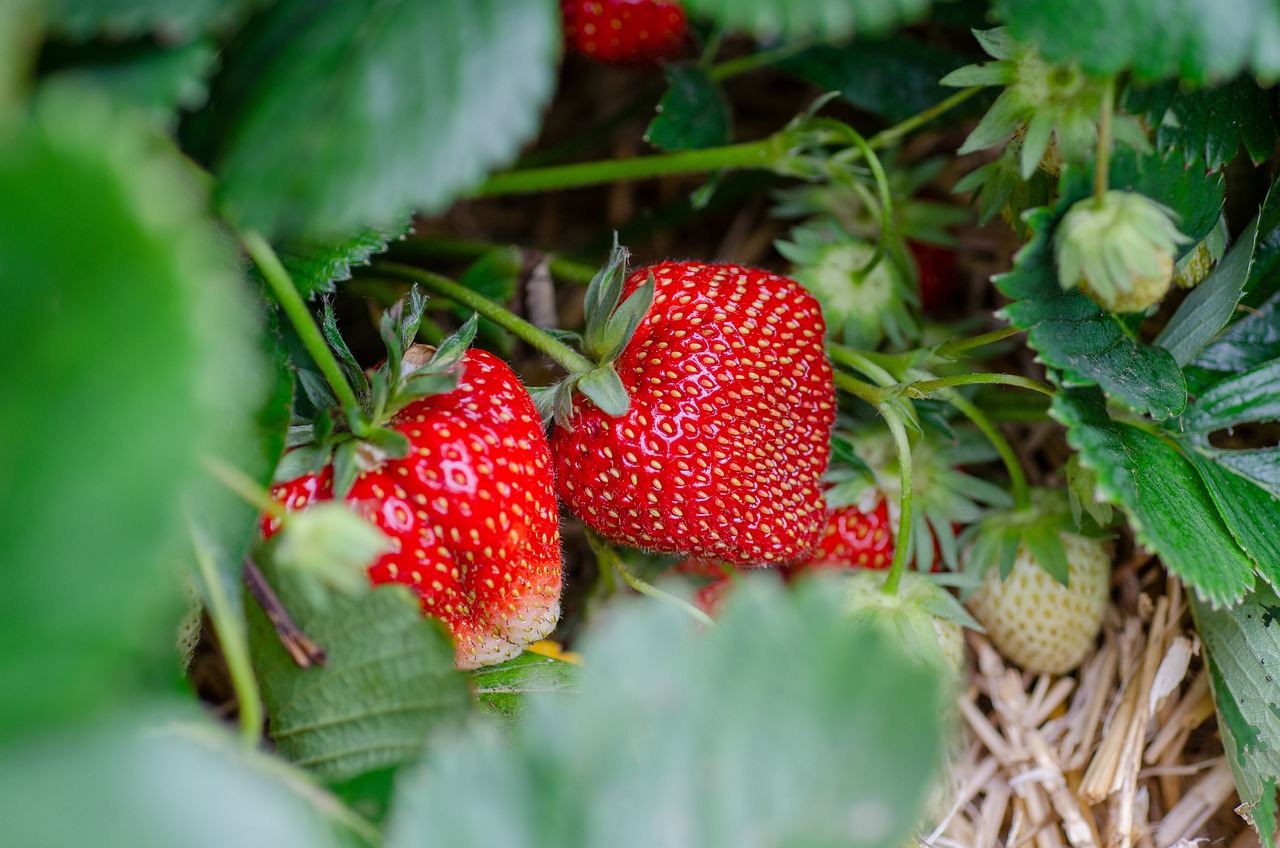 ¿Sabía que la fresa no es técnicamente una fruta? Esta es la razón