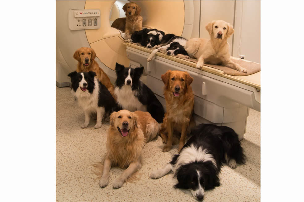 Perros en el Centro de Investigación MR (Budapest). / Eniko Kubinyi - Borbala Ferenczy