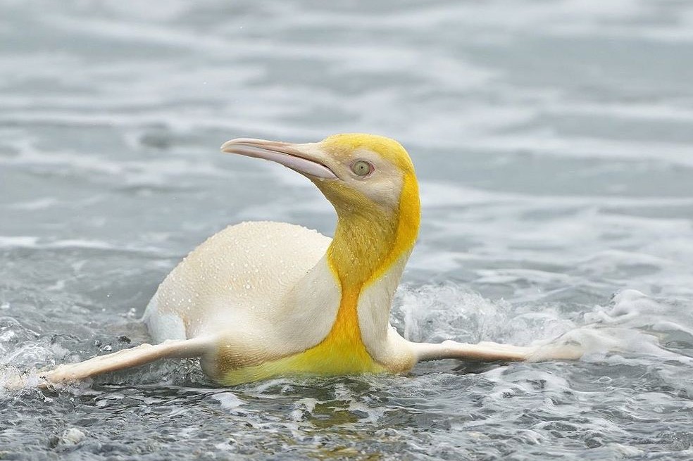 En la Antártida avistan por primera vez a un pingüino amarillo