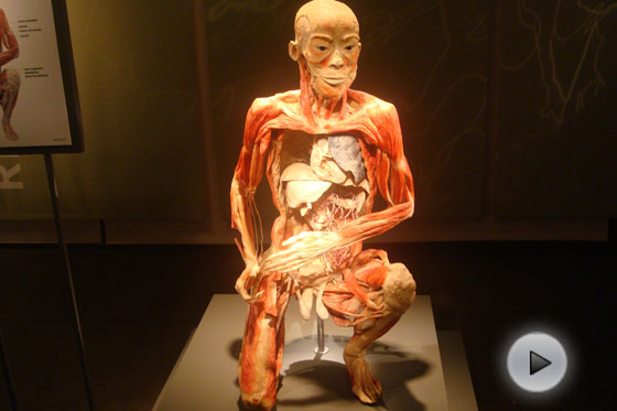Así es la exposición Bodies, real + fascinante