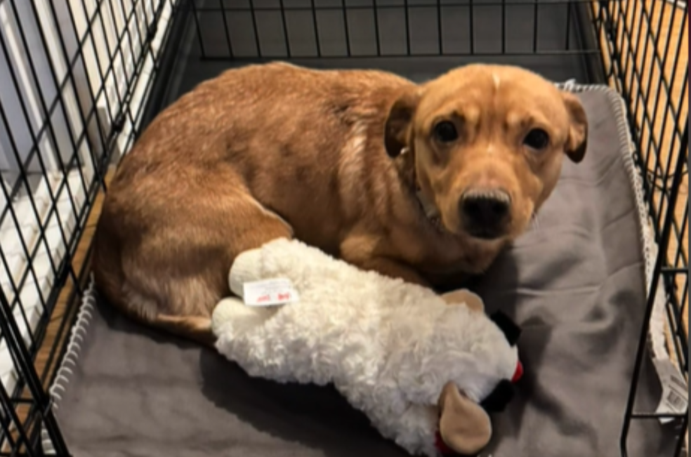 Adoptan a perrito a solo dos horas de ser sacrificado
