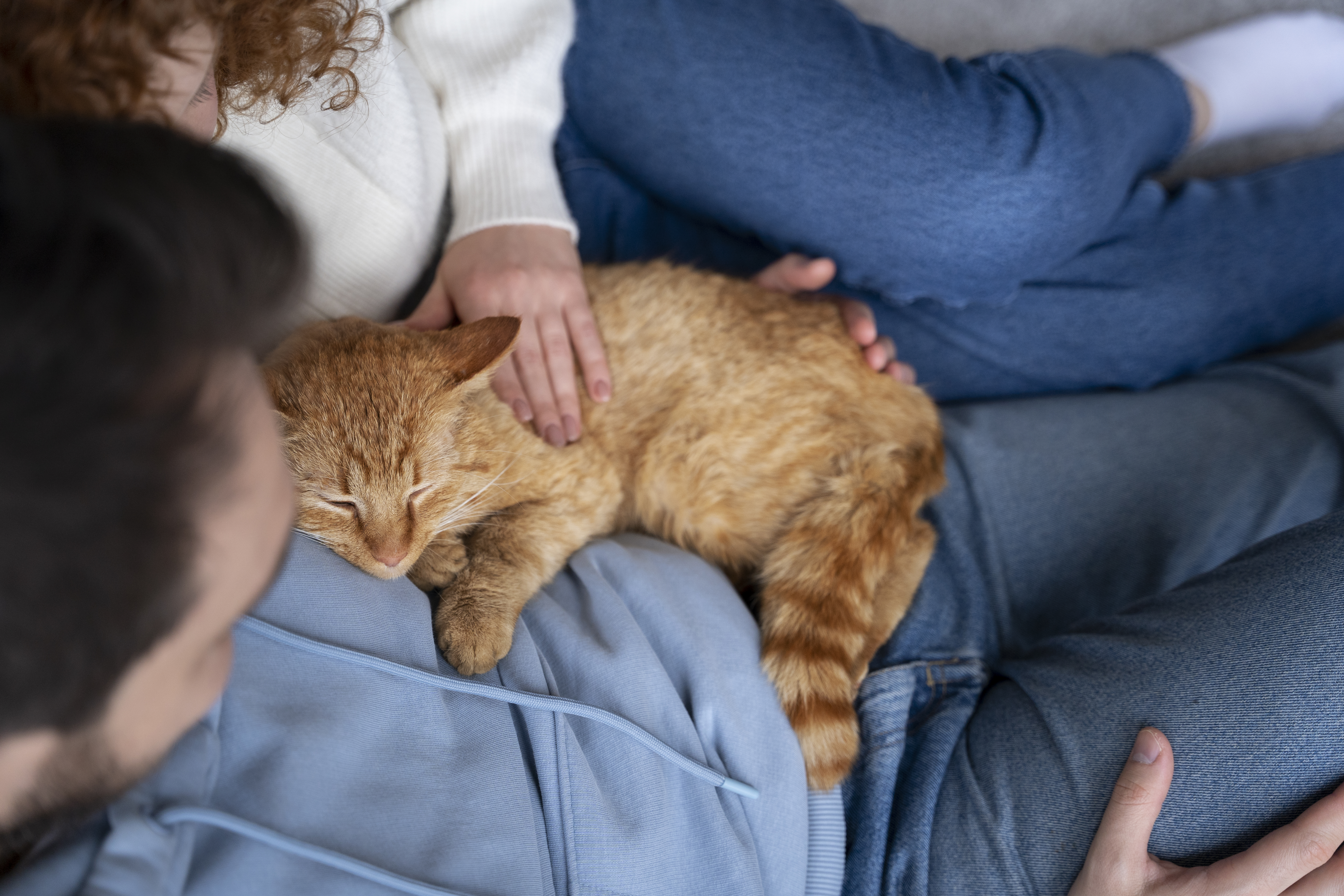 ¿Por qué mi gato ya no quiere dormir conmigo?