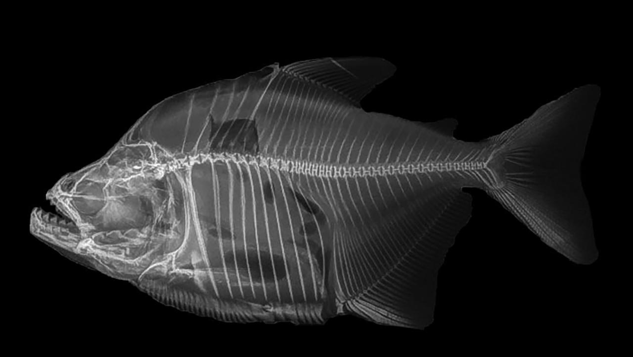 Esta es la nueva especie de piraña que descubrieron científicos en la Amazonia