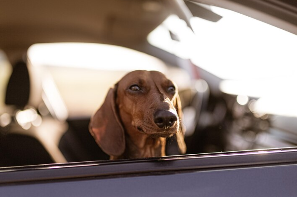 ¿Se transporta con su mascota?: evite cancelaciones o rechazos con estos consejos