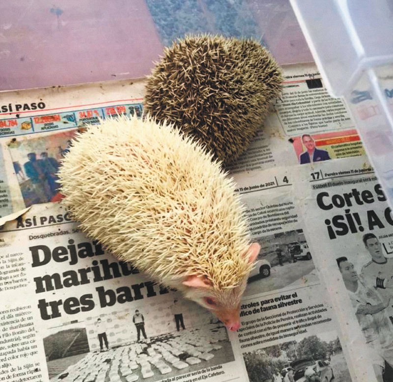 Erizos de tierra como mascotas: una moda preocupante en Colombia