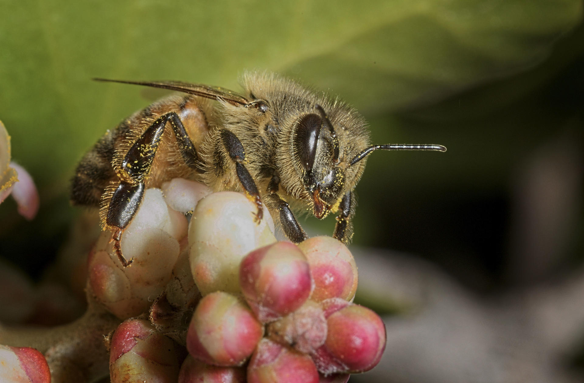 Las abejas también “actúan” mejor con público: su danza es más precisa cuando las observan