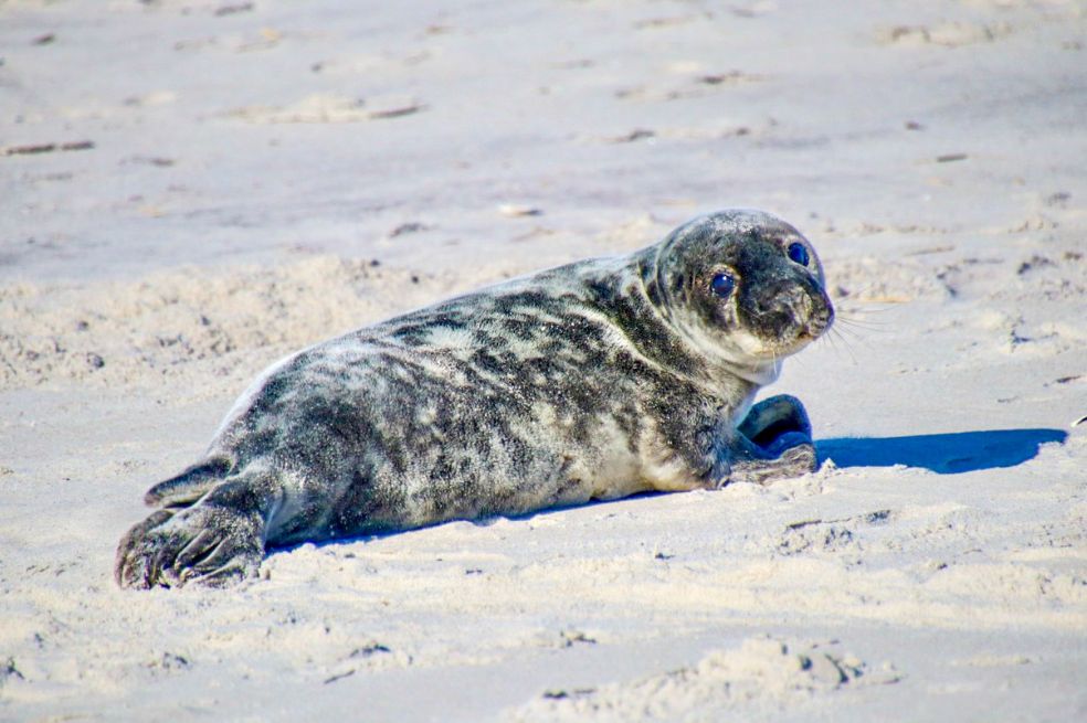El premio del público fue otorgado a la fotógrafa Nicole Pellegrino, quien tomó esta imagen de una foca descansando en la costa de Long Beach, Nueva York.