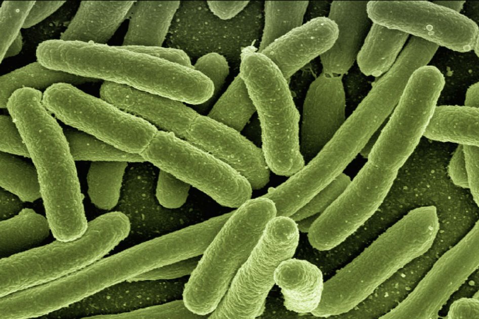 Resistencia de bacterias a antibióticos, la nueva "crisis" del siglo XXI