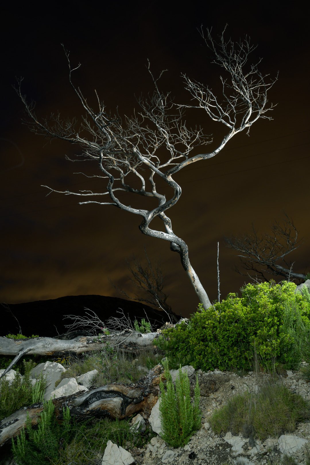 Árbol muerto