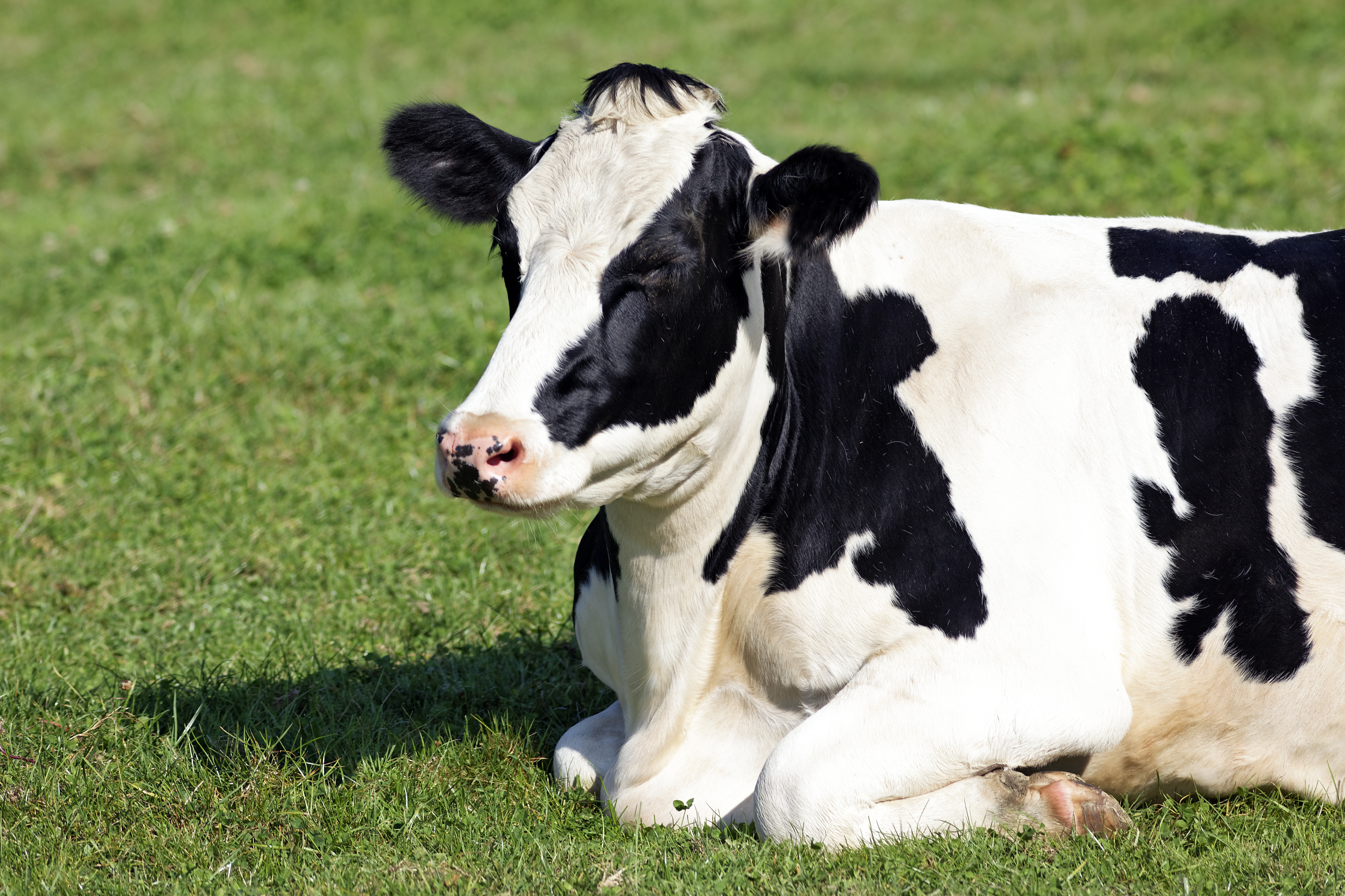 ¿Cuántos litros de leche puede producir una vaca al día?