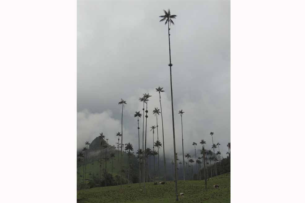 El fin anunciado de la palma de cera