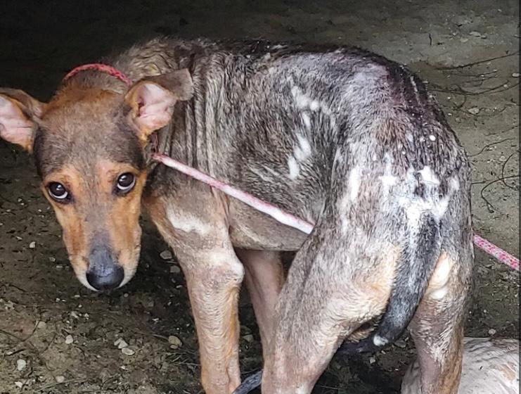 (Video) Fotógrafo rescató un perrito abandonado en una isla desierta en Belice