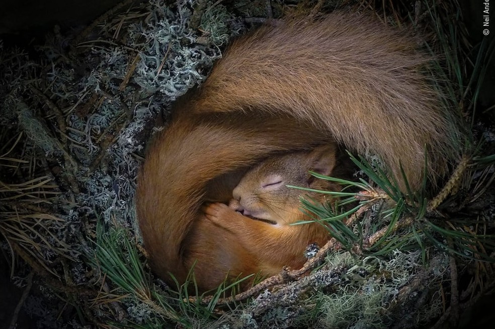 Drey soñando, Neil Anderson (Reino Unido): A medida que el clima se enfrió, dos ardillas rojas euroasiáticas encontraron alivio en una caja que el fotógrafo había instalado en uno de los pinos en las Tierras Altas de Escocia.