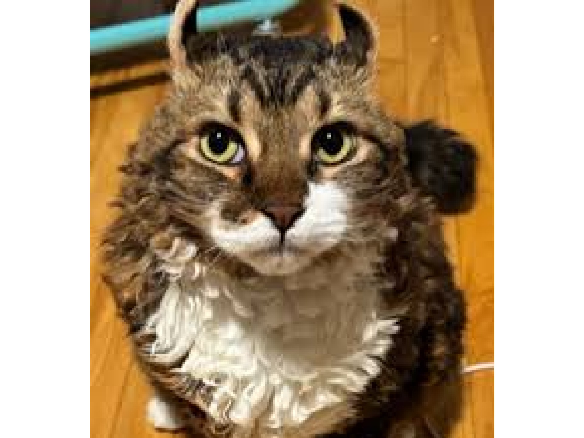 ¿Pelaje crespo? La historia de Jimmy, el gato que está conquistando internet