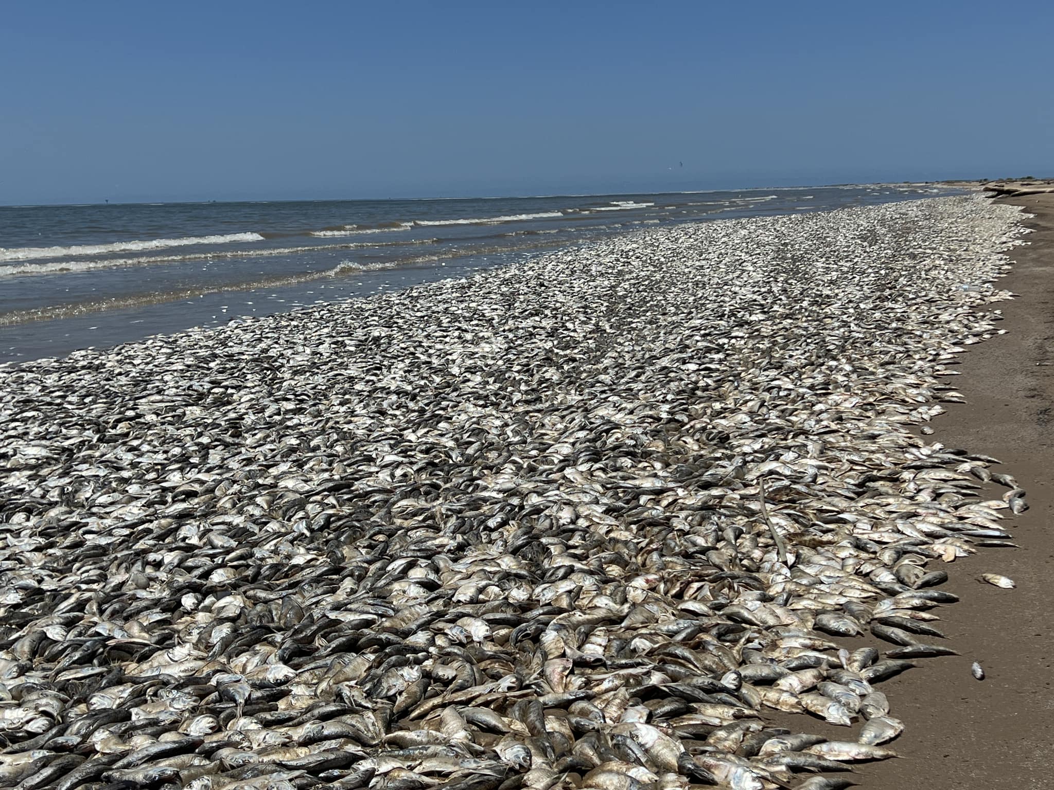 La razón por la que aparecieron miles de peces muertos en las playas de Texas
