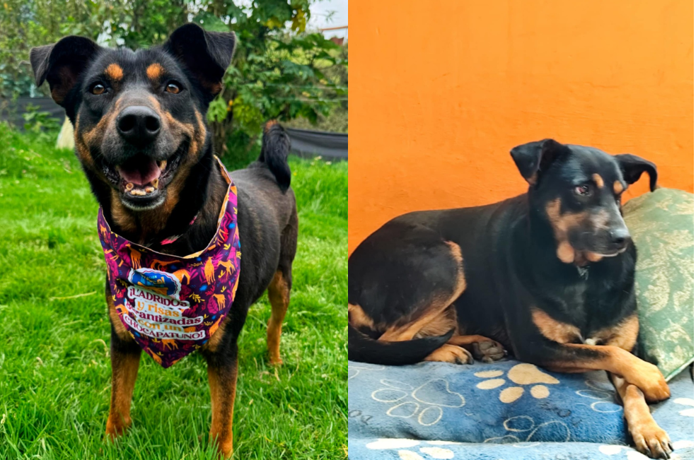 Después del abandono, Kala solo necesita una familia que le dé amor y calma