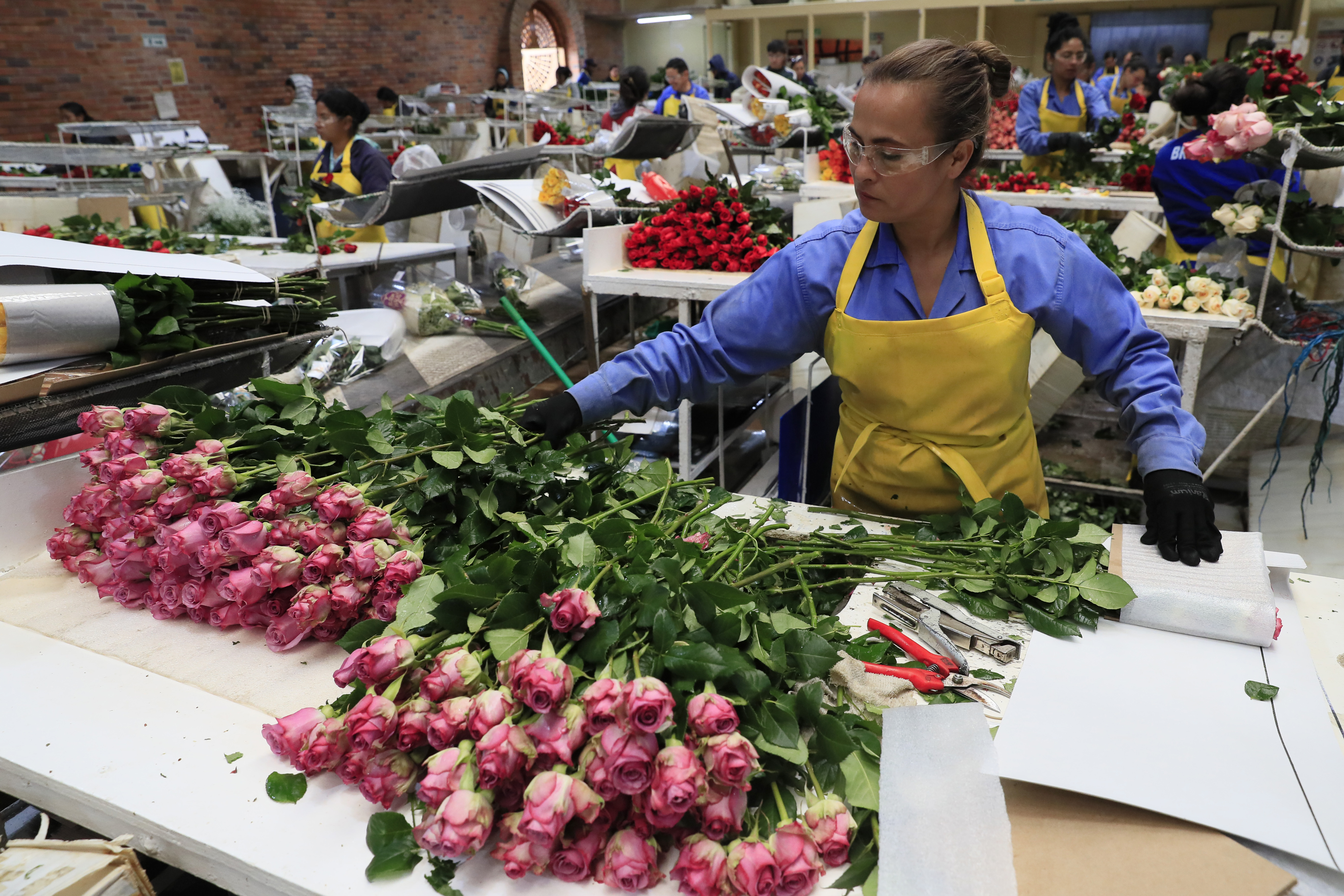 ACOMPAÑA CRÓNICA: COLOMBIA SAN VELNTÍN - AME8405. CHÍA (COLOMBIA), 12/02/2024.- Una mujer trabaja en el empaque de rosas el 31 de enero de 2024, en la hacienda Mongibello en Chía, Cundinamarca (Colombia). De los 700 millones de rosas que Colombia envía cada año a floristerías de todo el mundo por San Valentín, nuevas variedades han nacido de mezclas que resultan en colores morados, rosados o anaranjados, todos ellos especiales y únicos en el mundo. Las variedades de rosas colombianas que se exportan para ser regaladas en Estados Unidos, Japón, Canadá, Reino Unido o España, entre otros países, tienen derechos de propiedad intelectual a nombre de los creadores originales de las variedades, a los que la industria llama 'breeders' (criadores). EFE/ Carlos Ortega