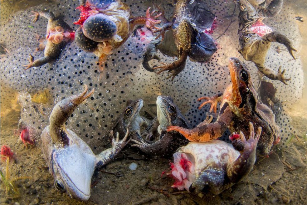 Ganador de la categoría Humano/Naturaleza. El fotógrafo muestra los restos de ranas después de que fueran cazadas. Les extrajeron sus ancas y después arrojaron sus cuerpos nuevamente al agua.