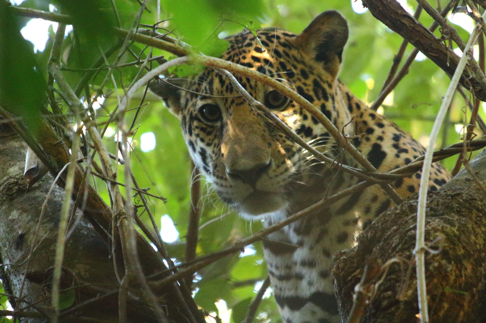 Jaguar (Panthera onca).