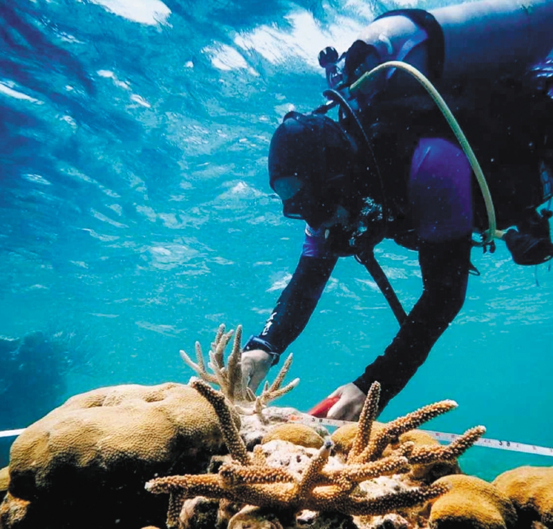 Arrecifes de coral en San Andrés: una barrera natural ante huracanes