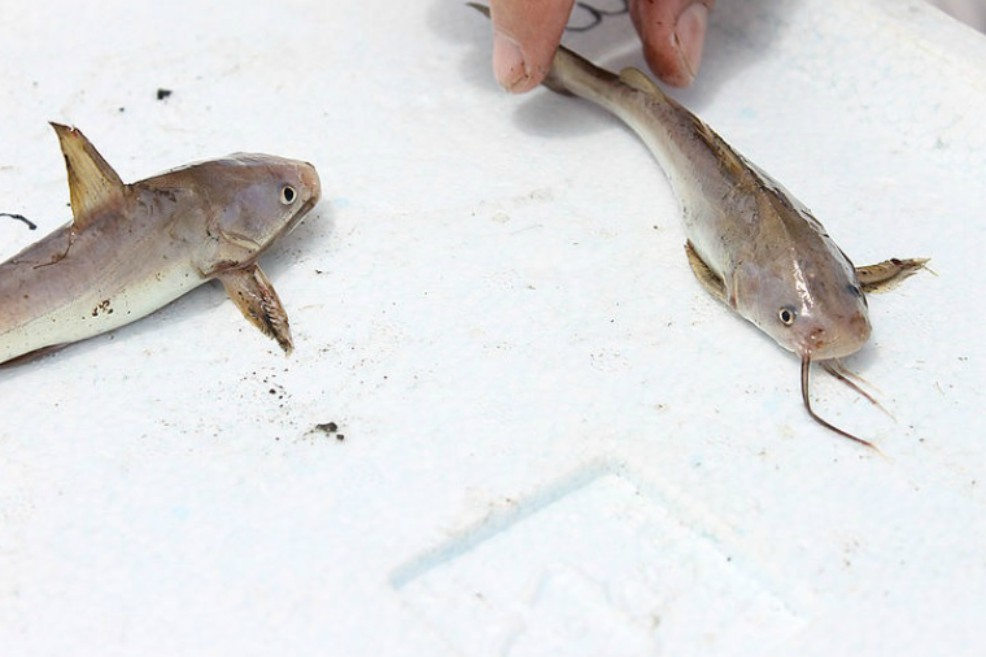 Hallan mercurio en bagres de la ciénaga de Zapatosa