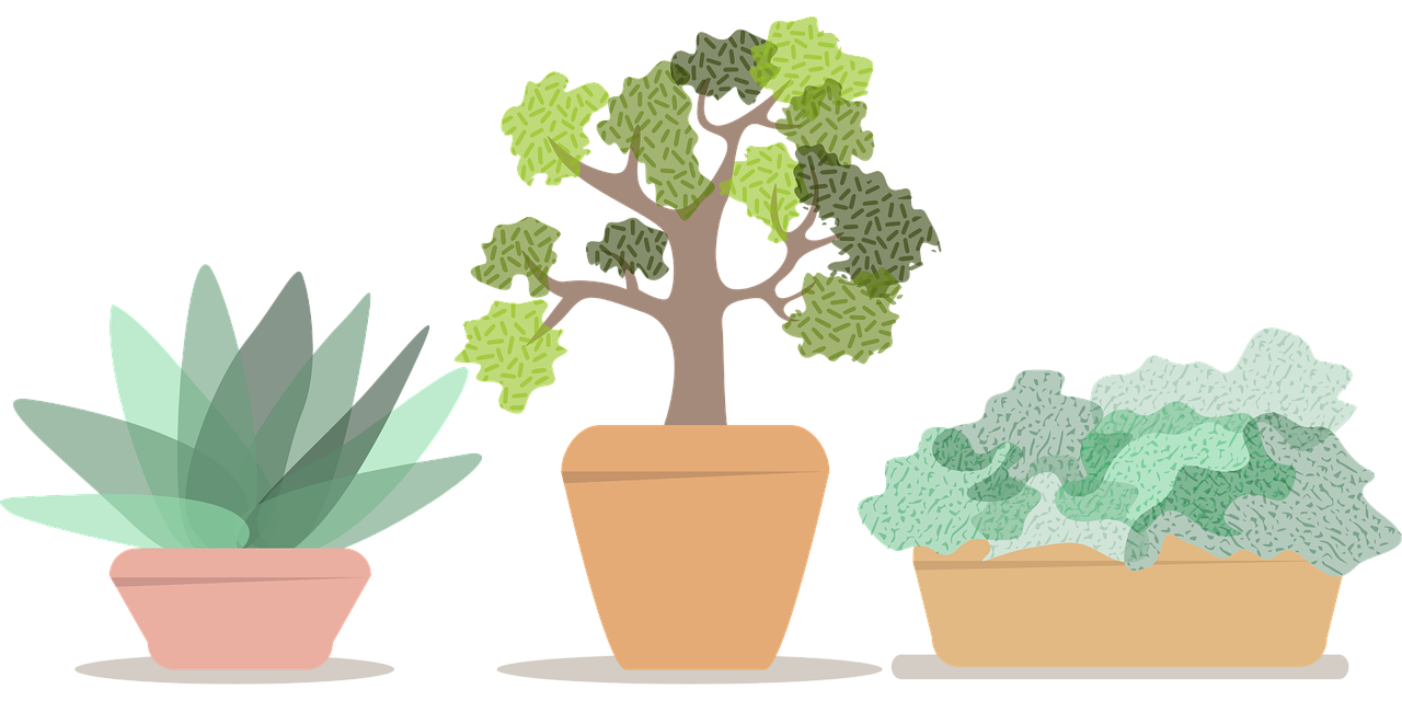 ¿Cómo y cuándo trasplantar una planta con éxito?: consejos y claves