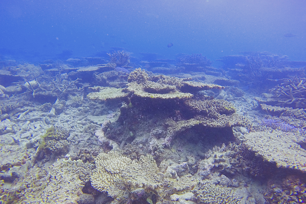 Gran Barrera de Coral ha perdido más de la mitad de su ecosistema en 25 años