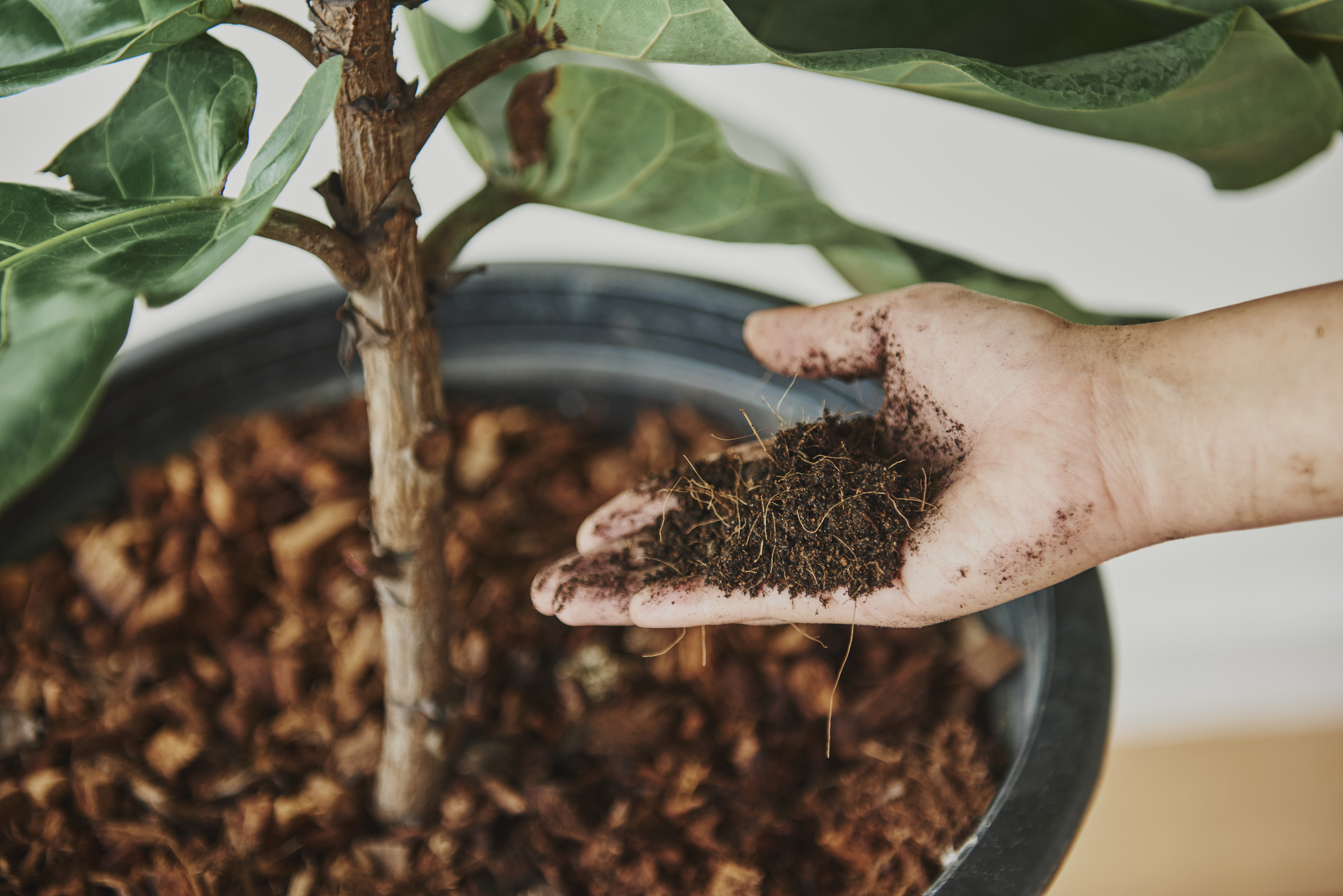 Cinco residuos orgánicos que no debe usar como abono para sus plantas