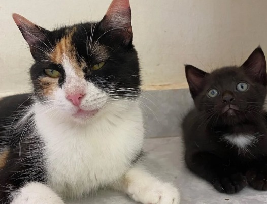 Aurora, la mamá gata por la que nadie pregunta en un refugio: “merece final feliz”