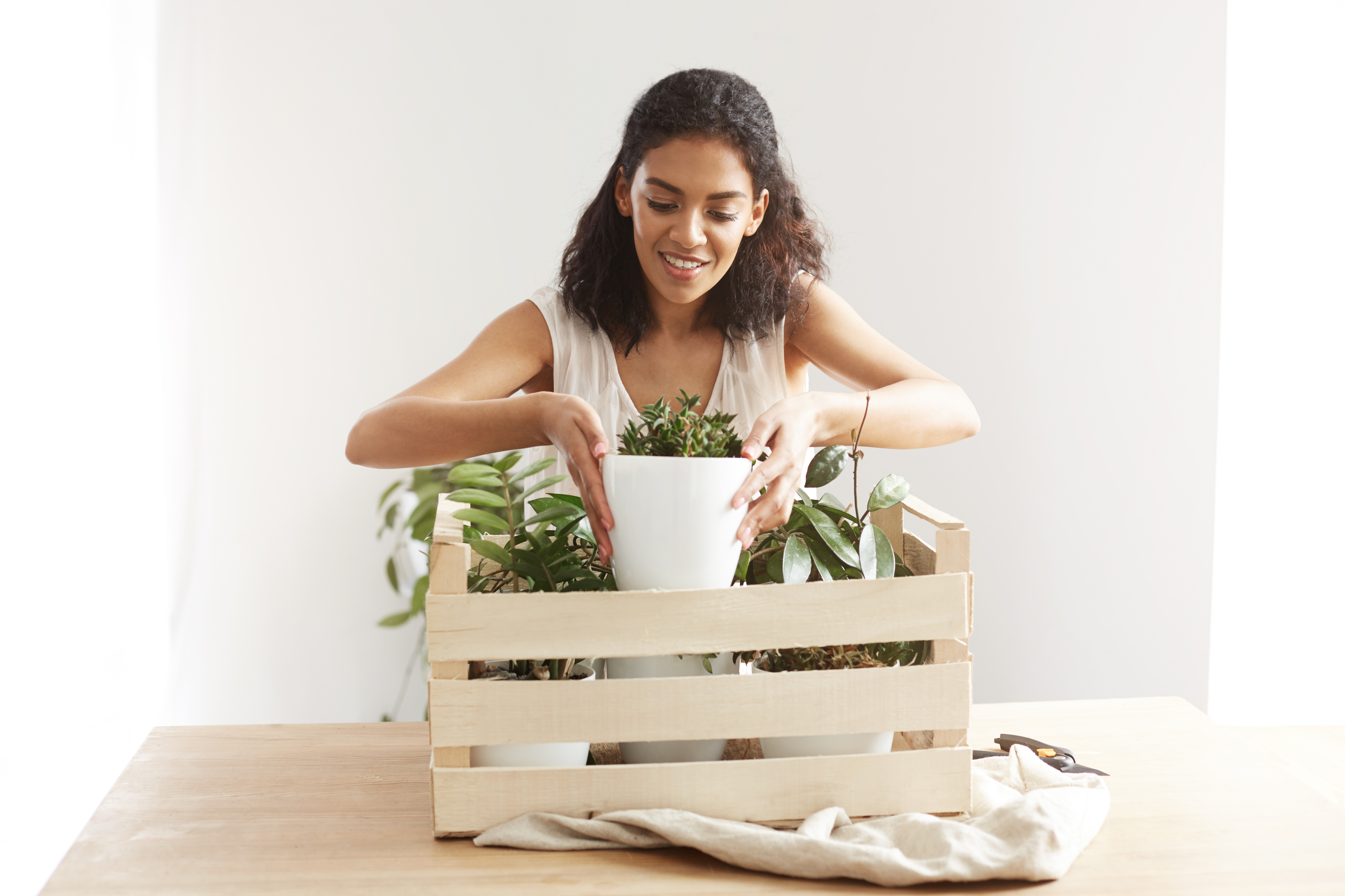 ¿Qué se debe tener en cuenta a la hora de regalar una planta en esta Navidad?