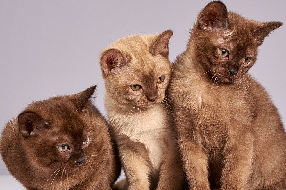 Descubre los olores que los gatos no toleran de ninguna manera.
