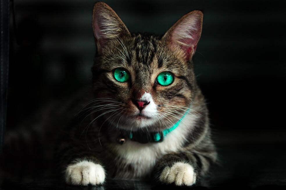 Nombres para gatos machos: 8 ideas con su significado para ponerle a tu mascota